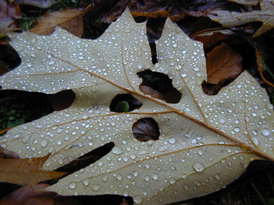 abgefallen