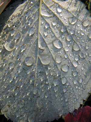 Regen